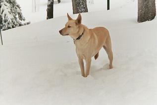 Gold kelpie store